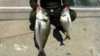 ΚΑΡΤΕΡΙΑ ΓΙΑ ΤΣΙΠΟΥΡΕΣ.mpg-SPEARFISHING ORATA-DORADA