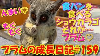 Bushbaby Plum's Growth Diary ショウガラゴ プラムの成長日記#159