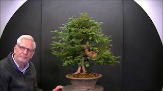 Taxus baccata English Yew, first styling