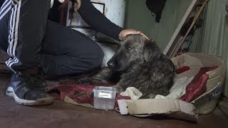 Maltrato animal: Perrita fue arrastrada por una camioneta