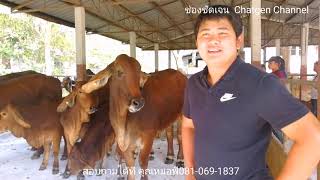 บุก! ชมวัวสวยๆวัวบราห์มันนำเข้าจากอเมริกา by คุณหมอพีSanti Farm |สนใจสั่งจองวัวนำเข้าT.081-069-1837