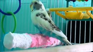 All my Pets Video (2013!)