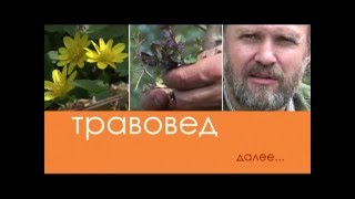 Травовед. Рогоз и сусак. Рассказывает Моряков Сергей Викторович