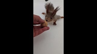 Забавный бельчонок / Funny little squirrel
