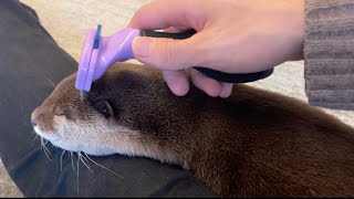 飼い主の脚の上にいるからブラッシングしたらやっぱりとろけたカワウソ Otter brushed because he's on his owner's leg