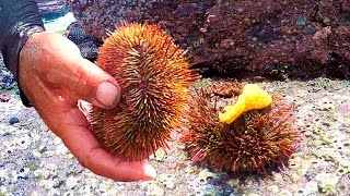 Como sacar y abrir el ERIZO de mar y comer en crudo!! - How to remove and open the sea urchin