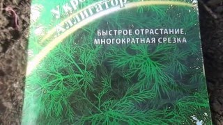 Сеем укроп Мои секреты выращивания укропа Свежая зелень с мая по октябрь