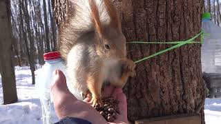 Балерина любит есть орешки с ладони / Ballerina likes to eat nuts from the palm of her hand