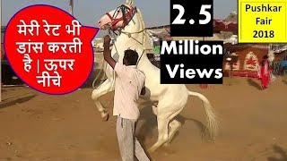 पुष्कर मेले में  हुआ डांसर घोड़े का मोलभाव   Horse Deal In Pushkar Fair Horse Market