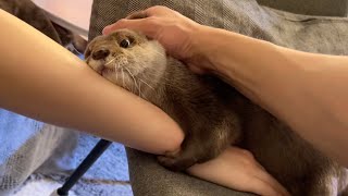 カワウソと３人で固く握手したら爆笑した otter and I shook hands firmly, the three of us, and we laughed.