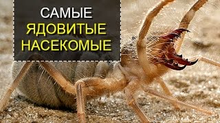 Самые ядовитые насекомые мира. ТОП5