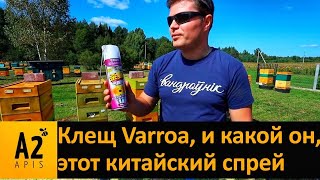 Как работает китайский СПРЕЙ: тест новой "вкусняшки" для #Варроа