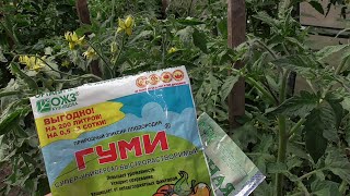 ПЕРВАЯ ПОДКОРМКА В ТЕПЛИЦЕ - ОРГАНИЧЕСКАЯ. 