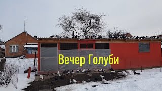 15.02.20. Вечер (Голуби) Прогулка. Evening (Pigeons) Walk.