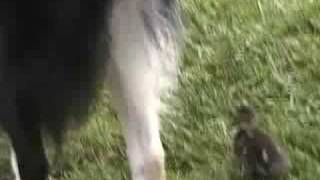 Baby Duck vs Dog