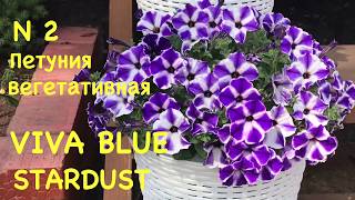Обзор сортов вегетативных петуний N2 VIVA BLUE STARDUST