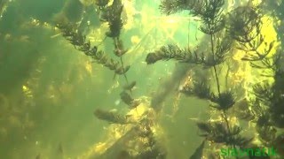Первые шаги подводного натуралиста.