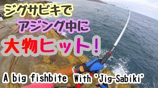 【ジグサビキ】アジング中に何か大物が!! 【Jig-Sabiki】Big fish bites during Yellowtail fishing !! Avoca ajing fishing .
