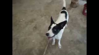 rottwelier cruzado con  dalmata  con 7 meses