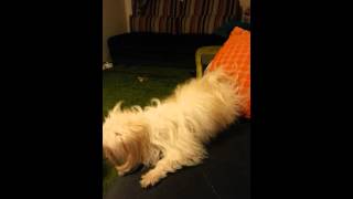 köpek havlaması maltese