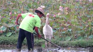 西伯利亞小白鶴與農夫黃阿伯的互動時刻 ( A Siberian White Crane... )