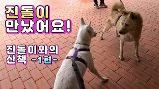 시골청년 진돌이와 도시뇨자 나무의 만남 1편^^ / 펫티켓 / 강아지 산책예절 / 평생산책 / 진돌이 만나고 왔어요~!!