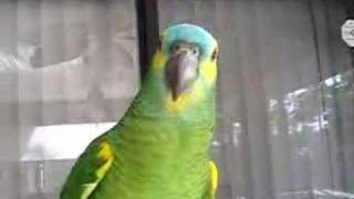 Audi Murphy Blue Front Amazon Parrot 4
