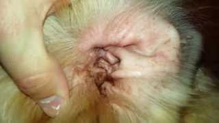 Treating Dog With Ear Mites Infection - Zymox Otic - English Cream Golden Retriever - 14 Months Old