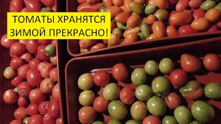 Свежие томаты хорошо хранятся зимой в подвале. Посмотрите!