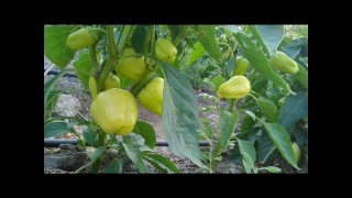 Damlama sulama Qarpiz Yemis Pomidor Xiyar «ОГУРЕЦ ПОМИДОР ДЫНЯ АРБУЗ» 2015