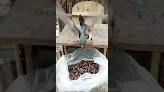 Поползень и много орехов / Nuthatch and lots of nuts