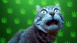 Кошка Бусинка нюхает носок и открывает рот. Прикол! :) cat sniffing socks and opens her mouth