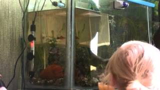 Фон аквариумный двусторонний плотный-Background aquarium bilateral tight