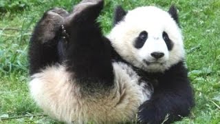 Панда -  Веселые и Милые Панды! Видео СБОРНИК -  Новое HD