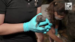 The Birth of a King (Penguin) - Cincinnati Zoo
