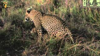WILDlife: Leopards Mating In Fading Light