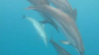 More Dolphin Sex