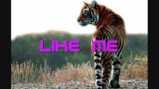 Party animal - David guetta feat. Akon lyrics