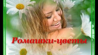 песня---Ромашки Цветы...