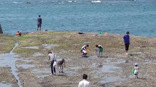 和歌山南紀の磯は他とはちょっと違う　ほんまもんの磯遊びができる　釣太郎