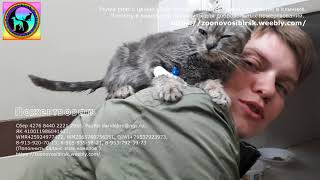 Жертва разведения Почему не стоит покупать вислоухих без документов kind kitten is waiting for help
