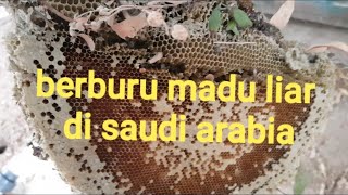 "berburu madu liar kawasan arab saudi"