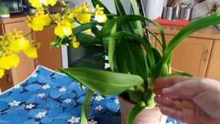 Орхидея Онцидиум(Oncidium)в цвету!
