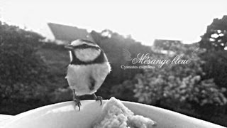 Les petits oiseaux de mon jardin
