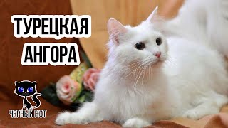 Кошка Турецкая ангора / Интересные факты о кошках