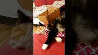 игра малышка играет мура. киска. трехцветная редкий зверек