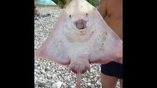 Морская лиса скат ( разделка )