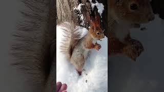 Белка села на ладонь / The squirrel sat on the palm of his hand
