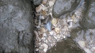 MEGALODON HUNTER...Maryland Fossil Treasure