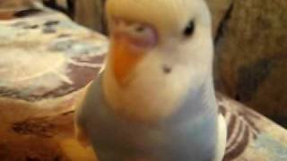 PERUS CANTA
